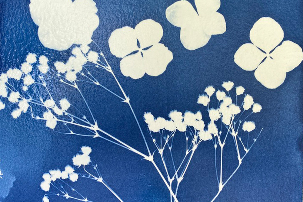 Youth Workshop: Botanical Cyanotypes with Sarah Wicker