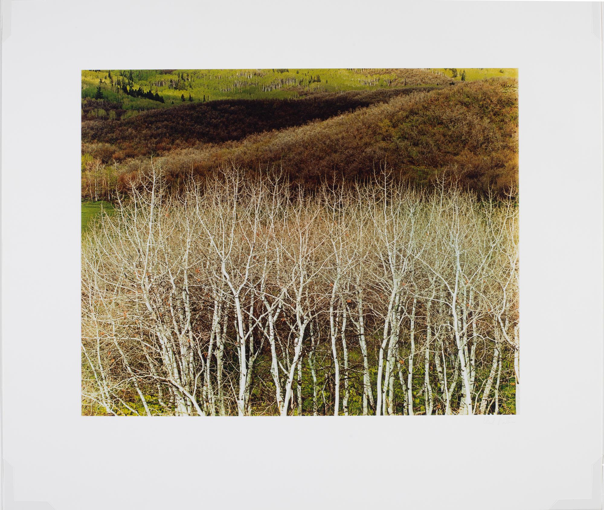 White Aspens and Hillside