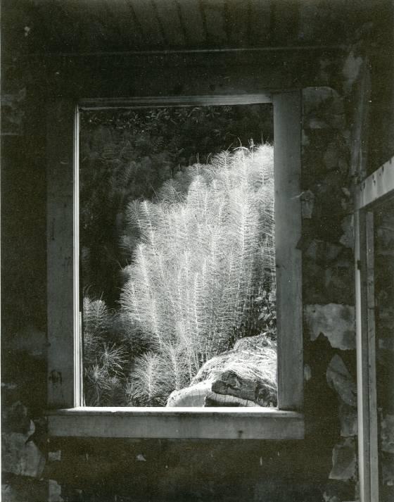 Horsetails Through Window