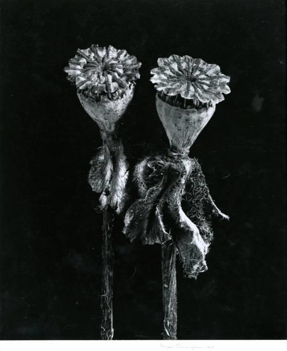 Papaver Orientale